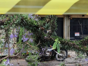 foto de Parte de árvore cai em cima de motociclista de 44 anos no centro de Maringá