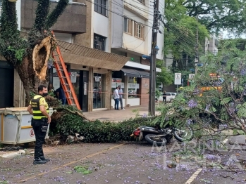 foto de Parte de árvore cai em cima de motociclista de 44 anos no centro de Maringá