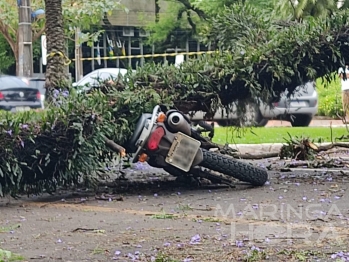 foto de Parte de árvore cai em cima de motociclista de 44 anos no centro de Maringá