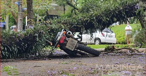 Parte de árvore cai em cima de motociclista de 44 anos no centro de Maringá