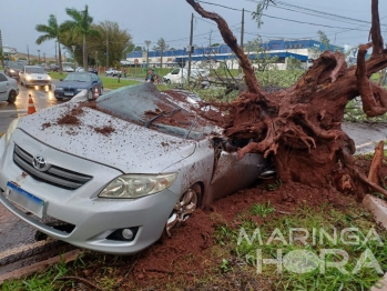 foto de Dois jovens ficam feridos depois de árvore cair em cima de carro em Maringá