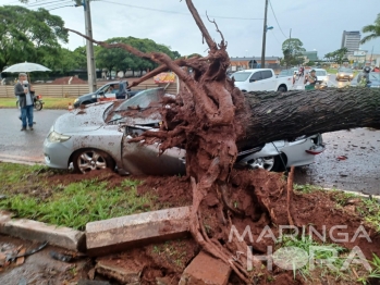 foto de Dois jovens ficam feridos depois de árvore cair em cima de carro em Maringá