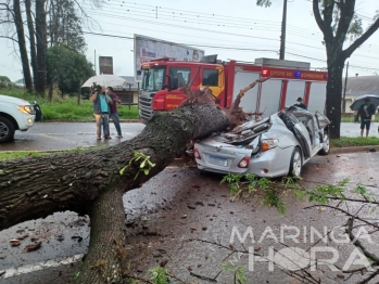 foto de Dois jovens ficam feridos depois de árvore cair em cima de carro em Maringá