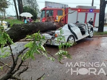 foto de Dois jovens ficam feridos depois de árvore cair em cima de carro em Maringá