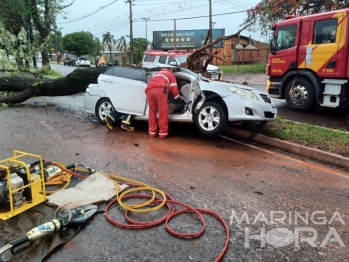 foto de Dois jovens ficam feridos depois de árvore cair em cima de carro em Maringá