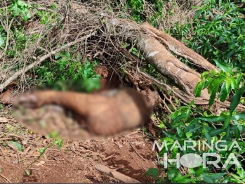 foto de Corpo é encontrado em avançado estado de decomposição na região de Maringá