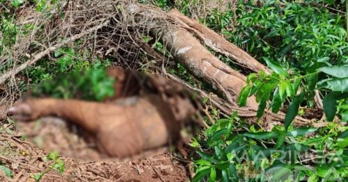 Corpo é encontrado em avançado estado de decomposição na região de Maringá