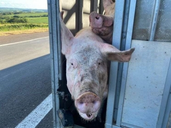 foto de Carreta trasportando porcos tomba na BR-376 no norte do Paraná