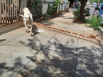 foto de Polícia Civil investiga suposto caso de zoofilia na região de Maringá