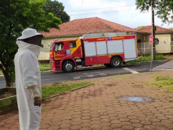 foto de Homem é atacado por abelhas no próprio imóvel em Maringá