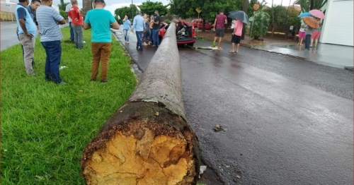 Veículo é atingido por pé de coqueiro de grande porte e cena impressiona, no Paraná