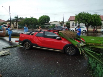 foto de Veículo é atingido por pé de coqueiro de grande porte e cena impressiona, no Paraná