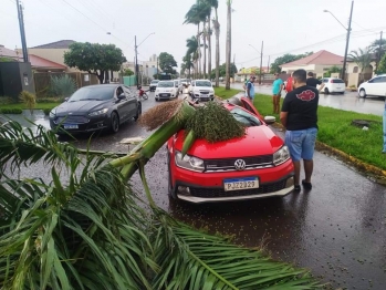 foto de Veículo é atingido por pé de coqueiro de grande porte e cena impressiona, no Paraná