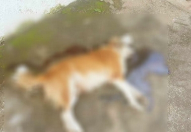 foto de Homem ameaça a ex e enforca cachorro até a sua morte no norte do Paraná