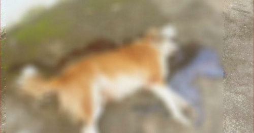 Homem ameaça a ex e enforca cachorro até a sua morte no norte do Paraná