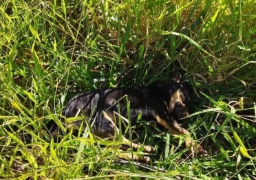 foto de Homem é autuado em R$ 3000 após matar cachorro com golpe de corrente na região