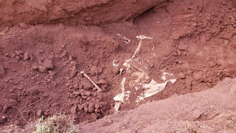 foto de Ossada humana é encontrada durante escavações para obra