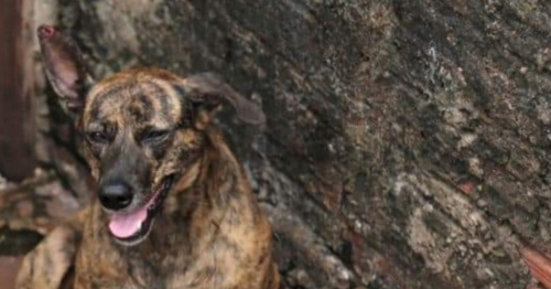 Após denúncia, Prefeitura resgata animal abandonado em residência e multa tutor em R$ 2 mil