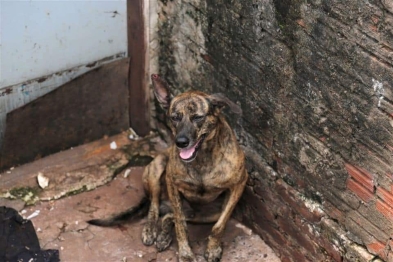 foto de Após denúncia, Prefeitura resgata animal abandonado em residência e multa tutor em R$ 2 mil