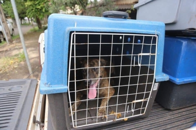 foto de Após denúncia, Prefeitura resgata animal abandonado em residência e multa tutor em R$ 2 mil