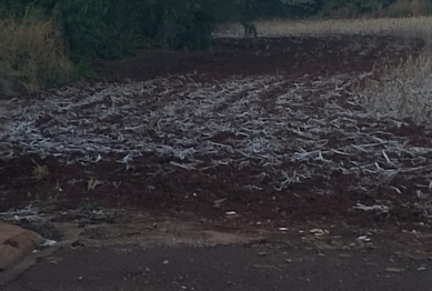 foto de Segunda-feira amanheceu gelada em Maringá com registro de geada em alguns pontos