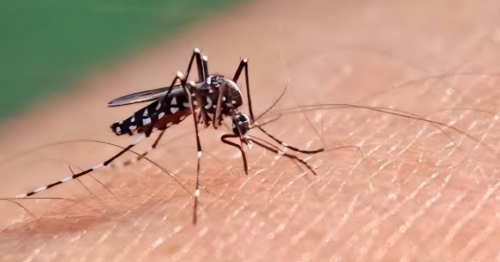 Menina de 15 anos morre de dengue no Paraná