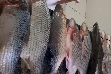 foto de Duas pessoas são presas por pesca durante a piracema no Rio Ivaí