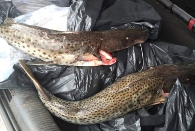 foto de Duas pessoas são presas por pesca durante a piracema no Rio Ivaí