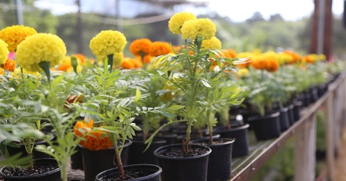 Com plantas a partir de R$ 2, Festa das Flores começa nesta quinta-feira, 7